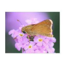 Dreamy Moth Postcard postcards