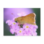 Dreamy Moth Postcard