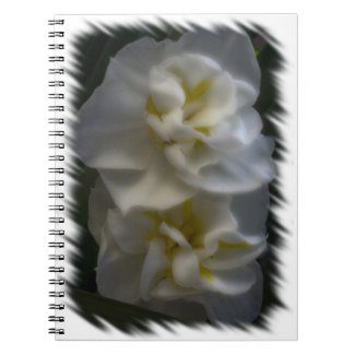 Dreamy Narcissus Daffodil fuji_notebook