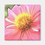 Dreamy Pink Dahlia Refrigerator Magnets