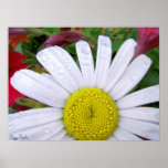 Drenched Daisy 5 posters