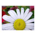 Drenched Daisy 5 posters by stacy_taylor Drenched Daisy 5 posters