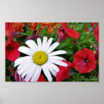 Drenched Daisy posters