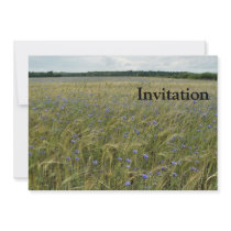 Drenthe - Corn Flower field Custom Announcements