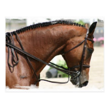 Dressage Horse Postcard
