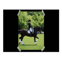 Dressage Horse Show Design Postcard