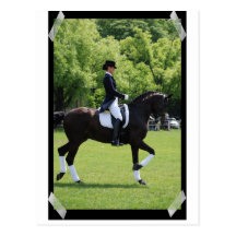 Dressage Horse Show Rider on Postcard