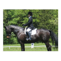 Dressage Show Ring Postcard