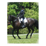 Dressage Tests Postcard