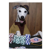 Dressed up Whippet dog at gambling table Cards
