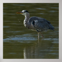 Dribbling Heron Print