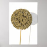 Dried Allium Print
