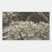 Dried Hydrangea in a sepia tone Rectangular Sticker