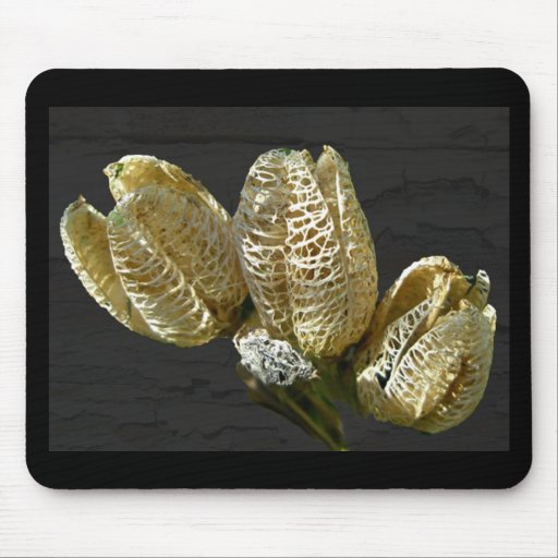 Dried Lily Seed Pods Mousepad Zazzle