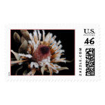 Dried Protea Blossom Stamp
