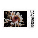Dried Protea Blossom postage