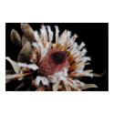 Dried Protea Blossom posters