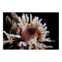 Dried Protea Blossom posters