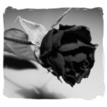 Dried Rose Photograph - Black & White Photo Cut Out