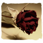 dried rose, dried flowers, flowers, weddings,