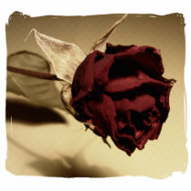 Dried Rose Photograph - Color Photo Cut Out