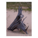 Drift Wood posters