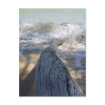 Driftwood and waves postcards by tropicalsnowflake Driftwood and waves postcards