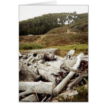 driftwood beach II cards