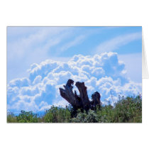 Driftwood Dreams cards