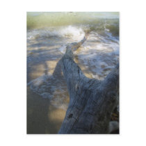 driftwood on shore postcards by tropicalsnowflake driftwood on shore postcards
