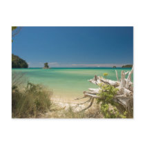 Driftwood Postcard