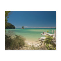 Driftwood postcards