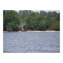 Driftwood posters