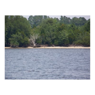 Driftwood Poster by traxtech