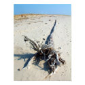 Driftwood posters by captainifr Driftwood posters