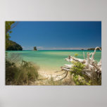 Driftwood Posters