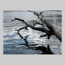 Driftwood reflection posters