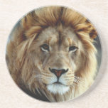 Drink on my Lion Coaster