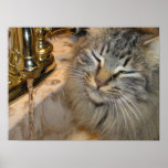 Drinking and Dozing Print