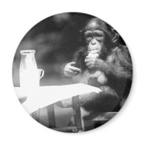 Drinking Chimpanzee Vintage National Zoo Fridge Magnet