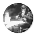 Drinking Chimpanzee Vintage National Zoo Fridge Magnet