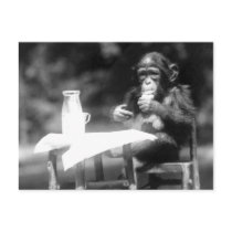 Drinking Chimpanzee Vintage National Zoo Postcard