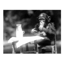 Drinking Chimpanzee Vintage National Zoo Postcard