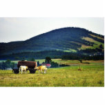 Drinking Cows On Pasture With A Hill In The Backgr Photo Cutout