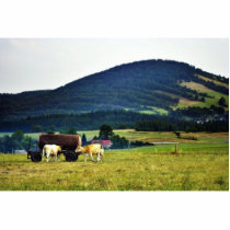 Drinking Cows On Pasture With A Hill In The Backgr photo sculptures by lifesphere Drinking Cows On Pasture With A Hill In The Backgr photo sculptures
