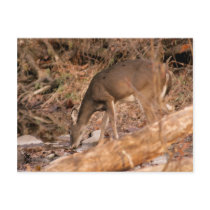 Drinking Doe postcards
