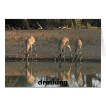 drinking, drinking cards by ematson drinking, drinking cards