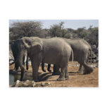 Drinking elephants postcard