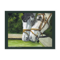 Drinking horses postcards