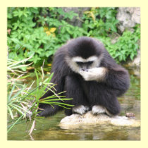 Drinking monkey Poster posters